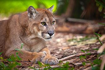 Pantera della Florida: un simbolo della conservazione degli habitat naturali
