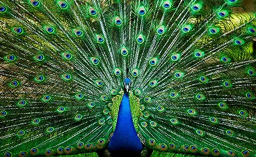 Animali: perché le femmine preferiscono i maschi esageratamente decorati?