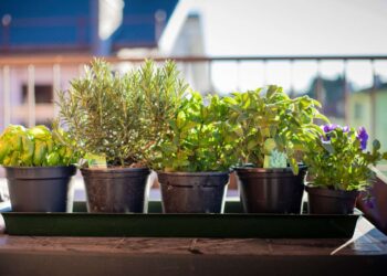 Aromatic plants: here are which ones to grow on the balcony