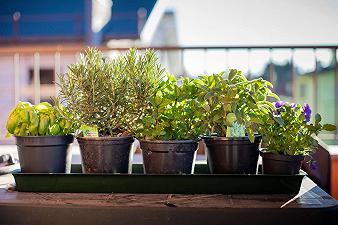 Piante aromatiche: ecco quali coltivare sul balcone