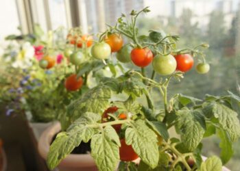 Pomodori: il periodo della semina è arrivato