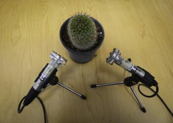 Plants make sounds!