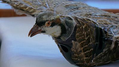 Gli uccelli morti prendono nuova vita: ricercatori del Nuovo Messico sviluppano droni per uccelli tassidermici