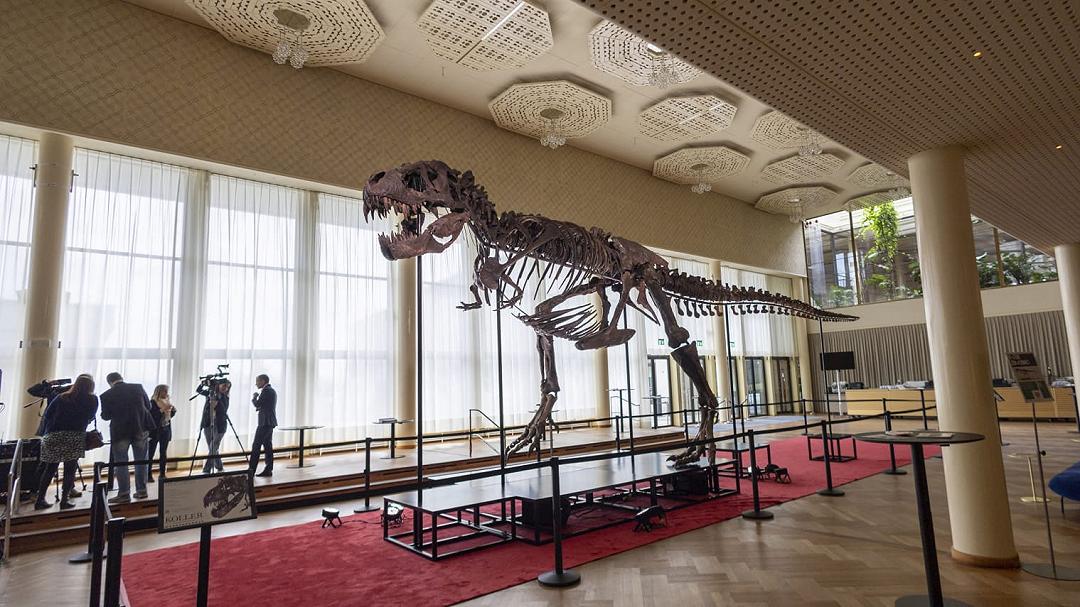 Un raro scheletro di T-Rex sarà messo all’asta in Svizzera