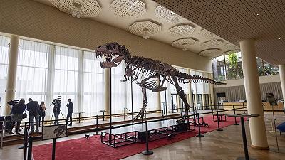 Un raro scheletro di T-Rex sarà messo all’asta in Svizzera