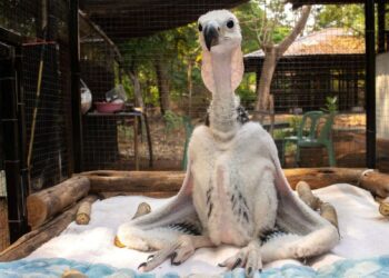 Thailand: how to imitate a vulture to save an endangered species