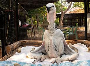 Thailandia: come imitare un avvoltoio per salvare una specie in via di estinzione
