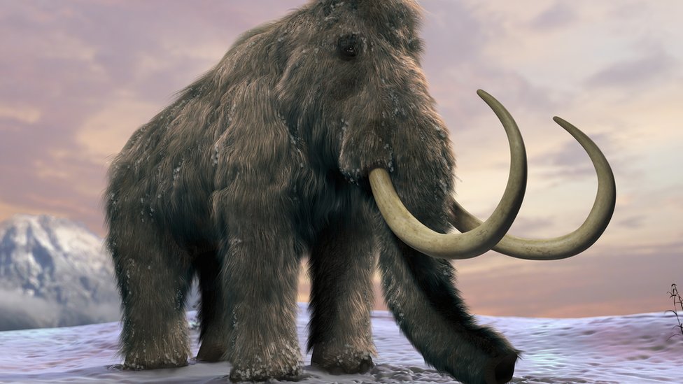 Orecchie piccole, pelo crespo e cerume secco: la genetica dei mammut