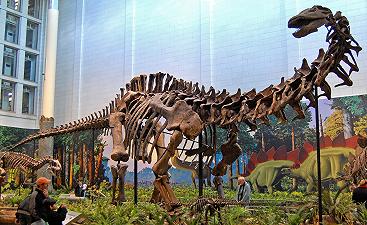 Sauropodi: un nuovo studio analizza l’evoluzione della massa corporea massima terrestre