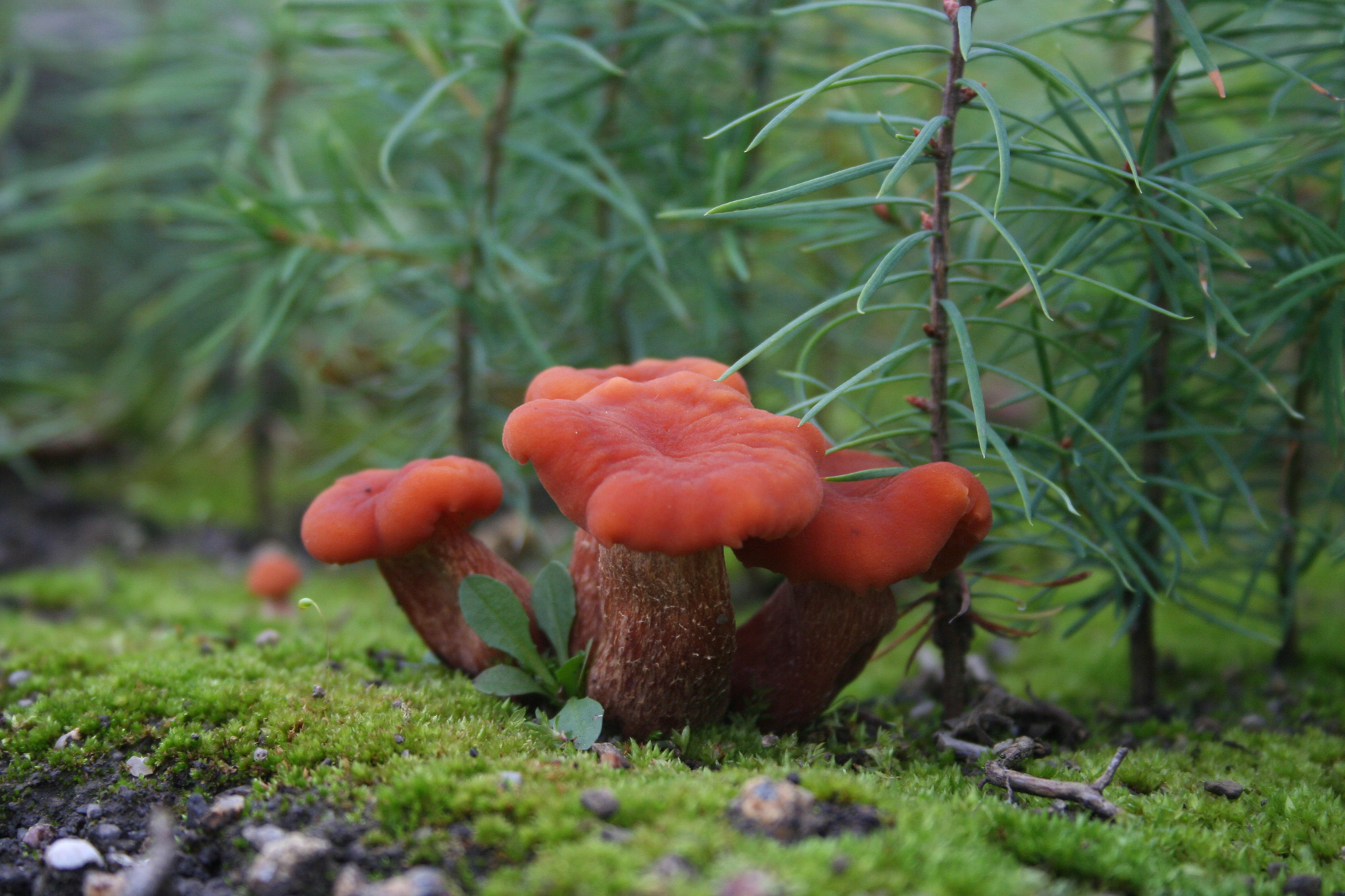 I funghi comunicano fra loro dopo un preciso evento, è scientificamente provato