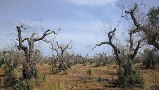 Xylella: il batterio causa danni agli ulivi