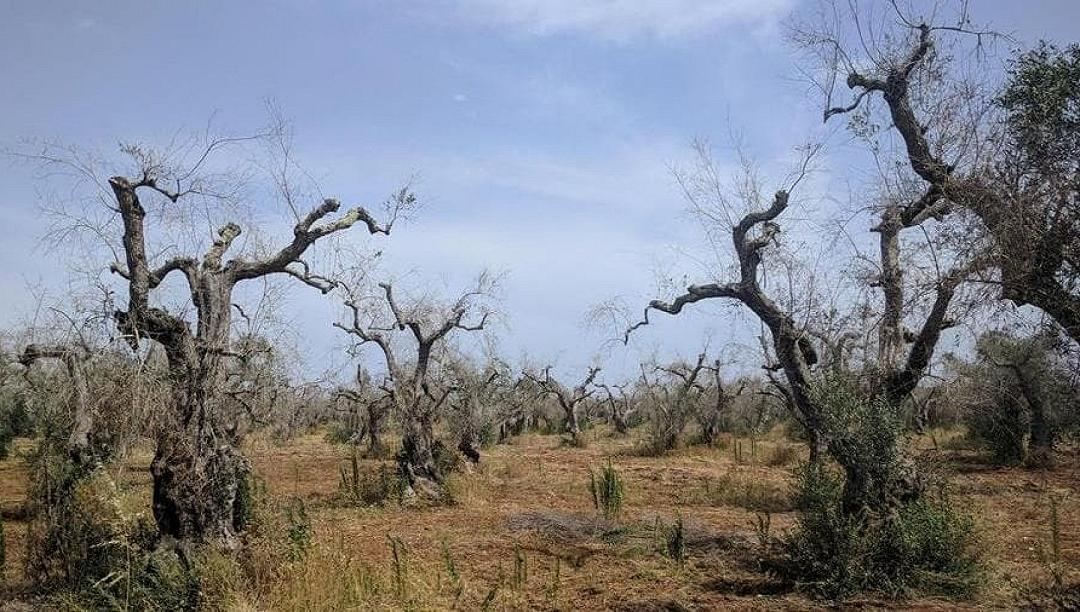 Xylella: il batterio causa danni agli ulivi