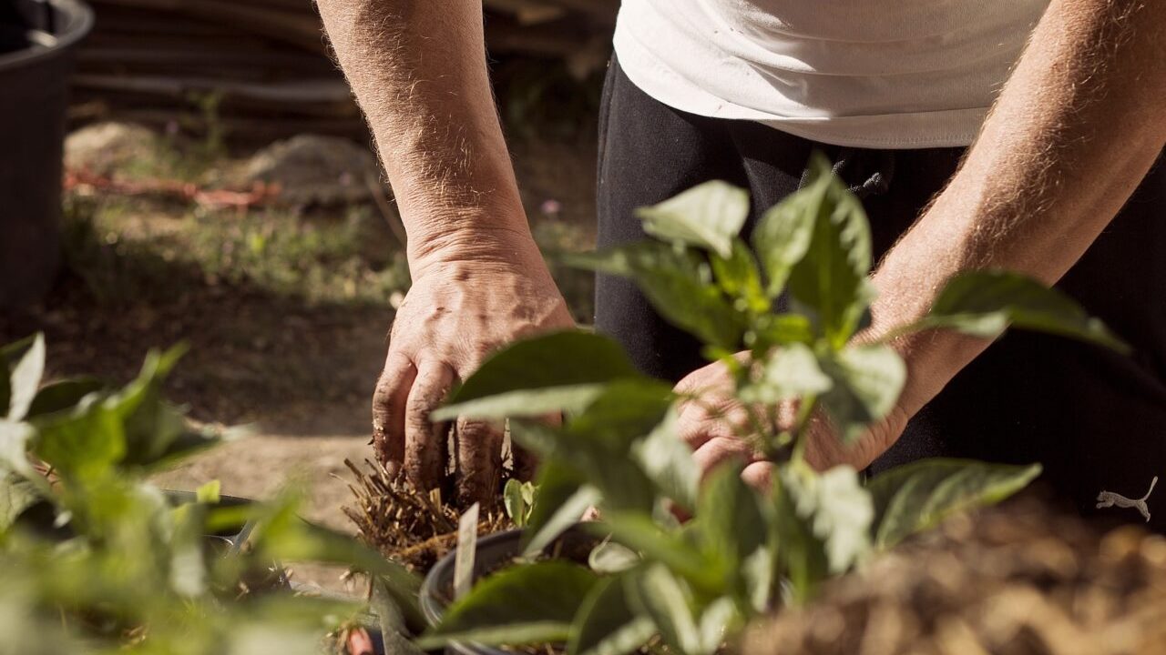 Agricoltura rigenerativa: Syngenta promuove sostenibilità e profittabilità