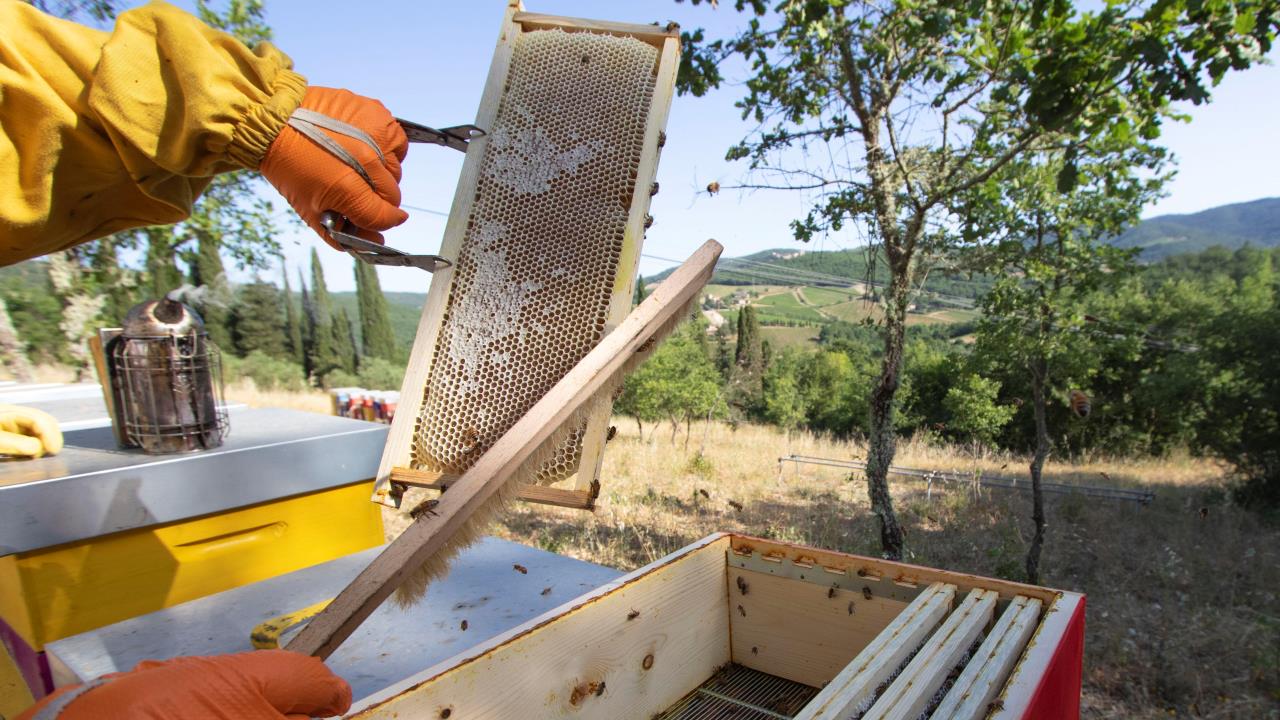 Dal vino alle api: un impegno per il territorio nel segno della sostenibilità