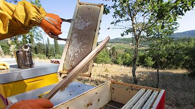 Dal vino alle api: un impegno per il territorio nel segno della sostenibilità