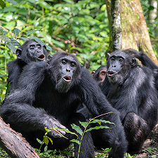 Il linguaggio degli scimpanzé: scoperta la loro abilità di formare frasi con i richiami