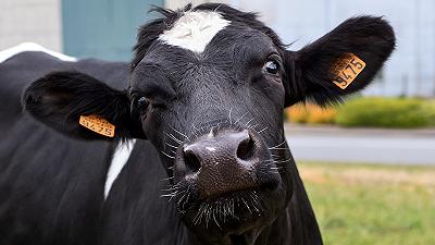 Benessere delle bovine da latte: l’EFSA pubblica nuovi pareri scientifici
