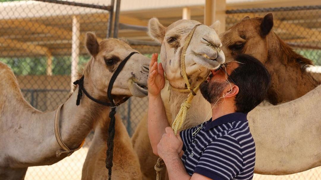 Cammelli clonati: il business dietro ai concorsi di bellezza e gare