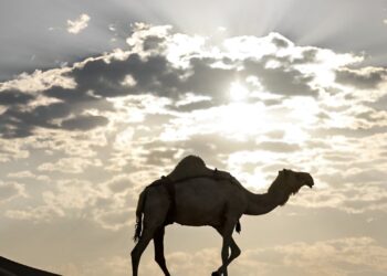 Cure sanitarie: viaggia per sette ore su un cammello per dare alla luce suo figlio