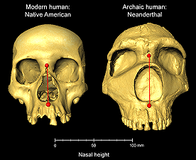Abbiamo ereditato il naso dai Neanderthal
