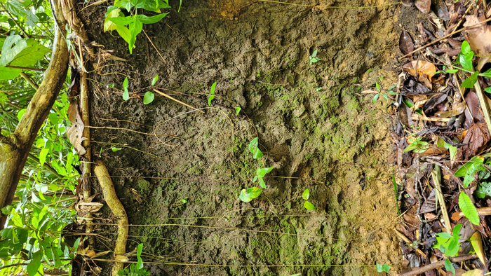 Come la terra nera dell’Amazzonia può aiutare a salvare il pianeta