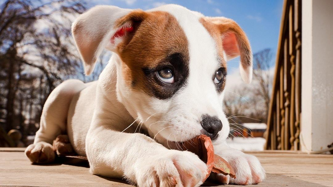 Il cervello dei cani sta diventando sempre più grande secondo un nuovo studio