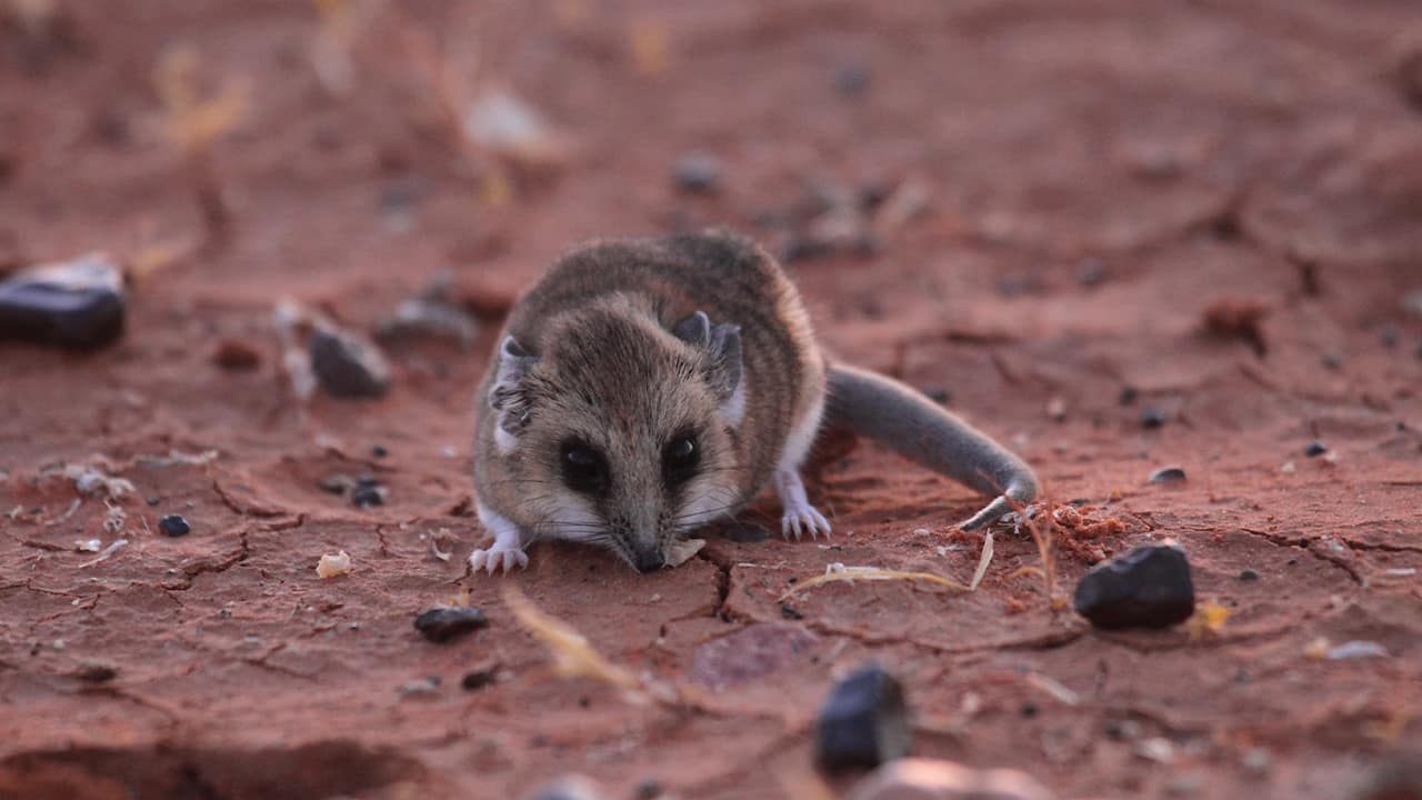 Sviluppo del cervello: ecco cosa possono insegnarci i marsupiali sul nostro encefalo