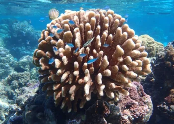 Coral: Their worst enemies are their best friends
