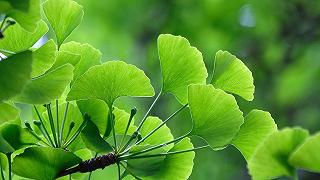 Ictus: ginkgo biloba è un’opzione promettente per contrastare il decadimento cognitivo