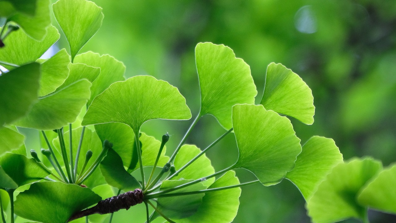 Ictus: ginkgo biloba è un’opzione promettente per contrastare il decadimento cognitivo