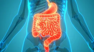 Il microbioma intestinale: un mondo in movimento che cambia con il tempo e le stagioni