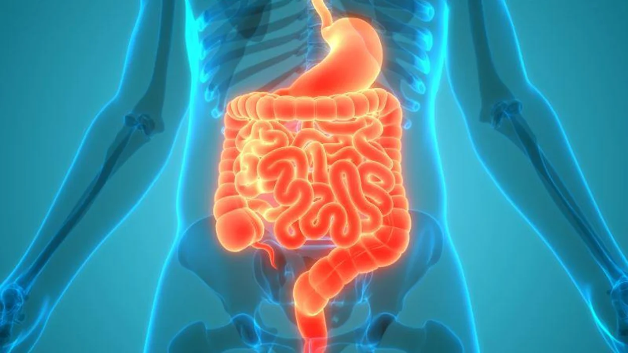 Il microbioma intestinale: un mondo in movimento che cambia con il tempo e le stagioni