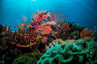 I coralli dell’Indo-Pacifico sono più forti di quelli dell’Atlantico, come mai?