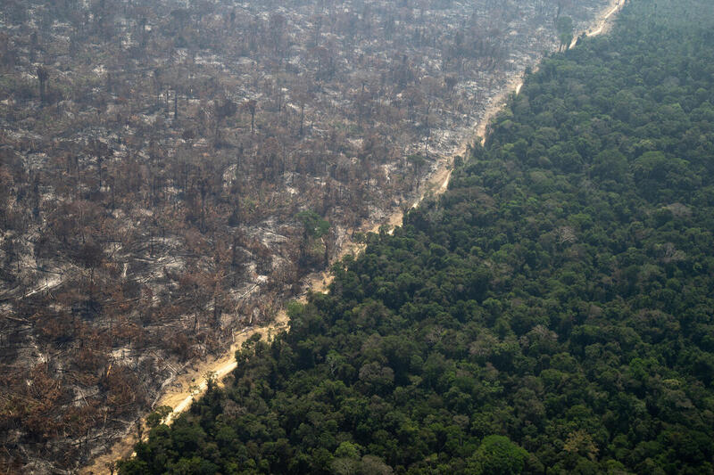 Amazzonia: gli scienziati corrono contro il tempo per identificare il nuovo virus e scongiurare una prossima pandemia