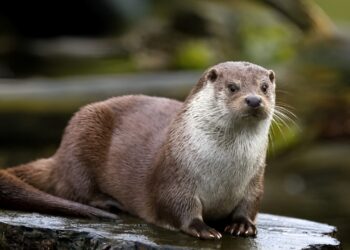 Otter: A rare mammal native to northern Italy