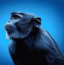 La visione del colore blu: una differenza evolutiva tra gli esseri umani e le scimmie