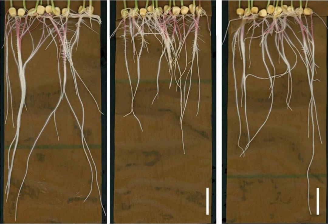 Il mondo nascosto delle radici delle piante: nuove scoperte per l’agricoltura e la resilienza climatica