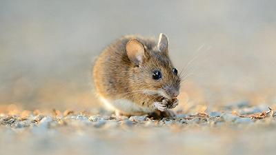 Proteggere il grano: ridurre i danni dei topi con un’innovativa tecnica “ingannevole”