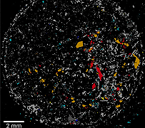 Un mondo di plastica: l’inquinamento da microplastiche fino ai poli terrestri