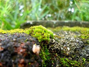 Il muschio: la pianta che può vivere senza acqua e che cattura il carbonio