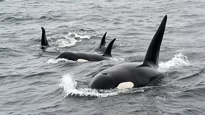 Le orche hanno imparato a vendicarsi sugli umani? Forse sì e lo stanno insegnando anche agli esemplari giovani