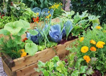 Orto-giardino: ecco come creare un'armonia di fiori e verdure
