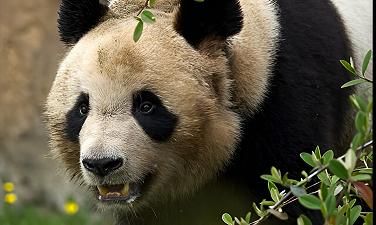 Il panda Yuan Meng nato in Francia sarà trasferito in Cina