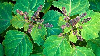 Impero romano: alla scoperta del profumo di patchouli