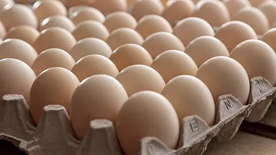Scoperta innovativa: identificare il sesso delle uova di gallina in anticipo grazie all’odore