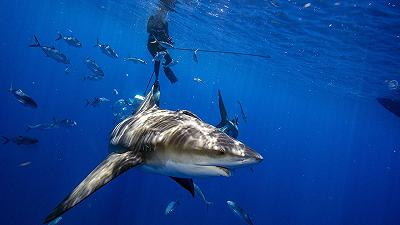 E’ nata l’app che ci salva dagli attacchi degli squali: previsione del rischio di attacchi con l’89% di precisione