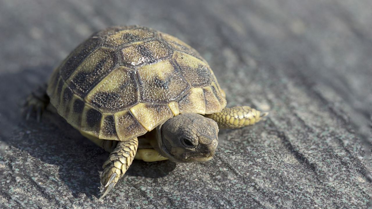 Tartarughe: la Giornata Mondiale dedicata a questi animali amatissimi