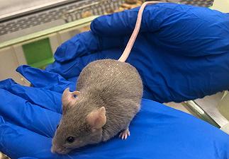 Iperplasia surrenale: topi geneticamente modificati per aiutare la terapia