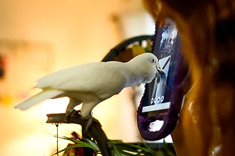 Videochiamate tra pappagalli: come gli uccelli imparano a chiamarsi e a fare amicizia