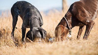 Attenzione al fagiano: il cibo crudo per cani può nascondere livelli pericolosi di piombo
